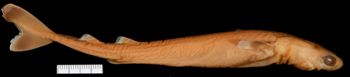 Media type: image;   Ichthyology 58098 Aspect: lateralLateral